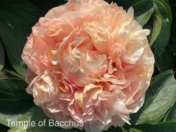 Пион Темпл оф Бачус (Paeonia Temple of Bacchus)