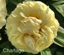 Пион Чартаго (Paeonia herbaceous Chartago)