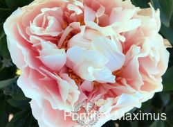 Пион Понтифик Максимус (Paeonia Pontifex Maximus)