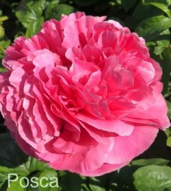 Пион Поска (Paeonia herbaceous Posca)