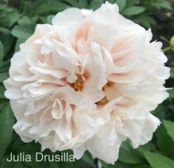 Пион Джулия Друзилла (Paeonia herbaceous Julia Drusilla)