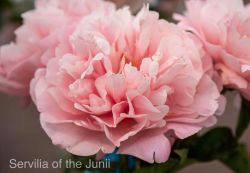 Пион Сервилия Юнии (Paeonia herbaceous Servilia of the Junii)