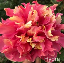 Пион Гидра (Paeonia herbaceous Hydra)