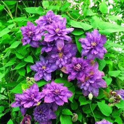 Клематис Лавендер Бьюти (Clematis Lavender Beauty)