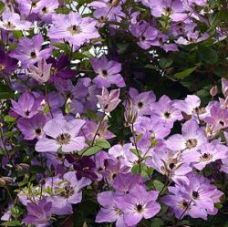 Клематис Монинг Скай (Clematis Morning Sky)