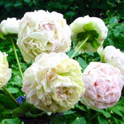 Пион Анатолий Скакодуб (Paeonia Anatoliy Skakodub)