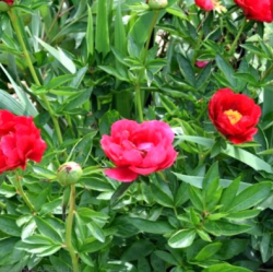 Пион Ластрес (Paeonia Lustrous)