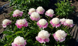 Пион Шиз Май Стар (Paeonia She's my Star)