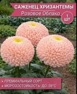Хризантема Флоренза Люкс