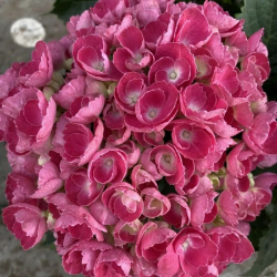 Гортензия Bric a Brac Pink (Брик-А -Брэк Пинк Компактная)