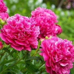 Пион Пинк Парфе (Paeonia Pink Parfait)