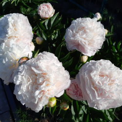 Пион Мазерс Чойс (Paeonia Mother`s Choice)