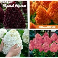 МИКС метельчатых морозостойких гортензий!
