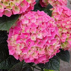 Гортензия крупнолиствая Анда (Hydrangea macrophylla Anda)