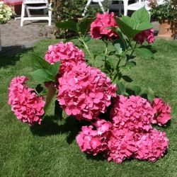 Гортензия крупнолистная Лейхфейер (Hydrangea macrophylla Leuchtfeuer)
