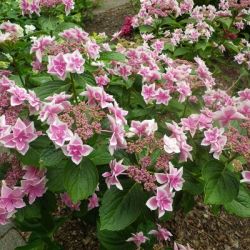 Гортензия крупнолистная Дабл Делайт Старгейзер (Hydrangea macrophylla Double Delights Star Gazer)