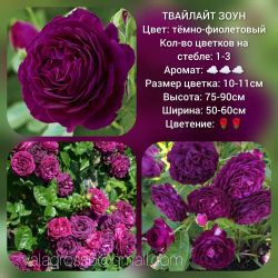 Твайлайт Зоун