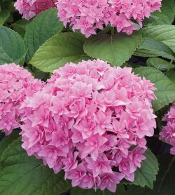 Гортензия крупнолистная Дабл Пинк (Hydrangea macrophylla Double Pink)