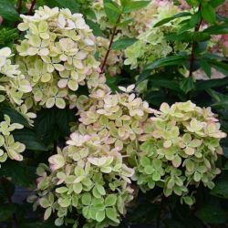 Гортензия метельчатая Пастель Грин / Ренколор (Hydrangea paniculata Pastel Green / Rencolor)