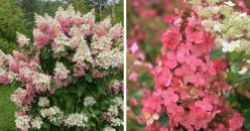 Гортензия метельчатая Пинк Квин (Hydrangea paniculata Pink Queen)