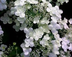 Гортензия метельчатая Спарклинг (Hydrangea paniculata Sparkling)