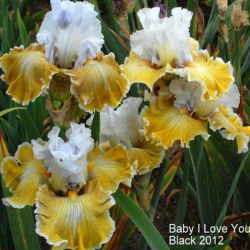 Ирис Бэйби Ай Лав Ю (Iris Baby I Love You)