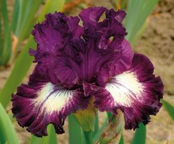 Ирис Фёст Пик (Iris First Pick)
