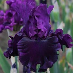 Ирис Пурпл Пунч (Purple Punch)