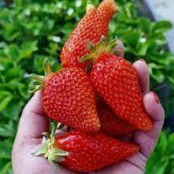 Клубника Александра