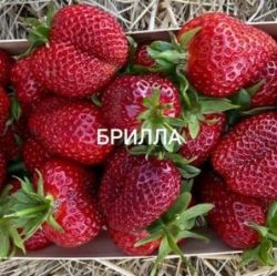 Клубника Брилла