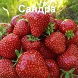 Клубника Сандра
