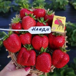 Клубника Нанди