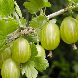 Крыжовник Уральский Изумруд