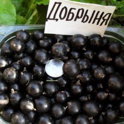Смородина чёрная Добрыня