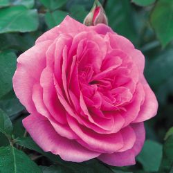 Гертруда Джекил (Gertrude Jekyll)