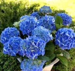 Гортензия крупнолистная Фаболо Блю (Hydrangea macrophylla Fabolo Blue)