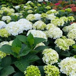 Гортензия крупнолистная Флоренция Вайт (Hydrangea macrophylla Florencia White)