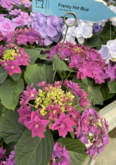 Гортензия крупнолистная Фрэнси Блю (Hydrangea macrophylla Francy Blue)