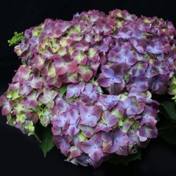 Гортензия крупнолистная Грин Липс Пурпл (Hydrangea macrophylla Green Lips Purple)