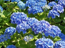 Гортензия крупнолистная Хэппи Блю (Hydrangea macrophylla Happy Blue)