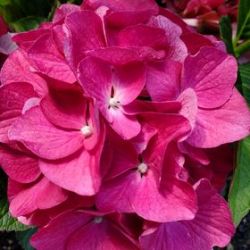 Гортензия крупнолистная Баладия Хот Пинк (Hydrangea macrophylla Baladia Hot Pink)