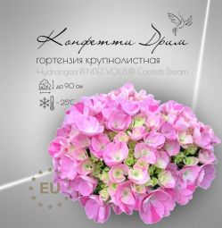 Гортензия крупнолистная Рандеву Конфетти Дрим (Hydrangea macrophylla Confetti Dream)