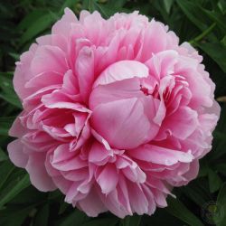 Пион Бесс Бокстос (Paeonia Bess Bockstoce)