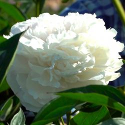Пион Глэдис Ходсон (Paeonia Gladys Hodson)