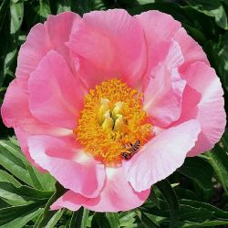 Пион Джанис (Paeonia Janice)