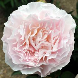 Пион Лотти Доусон Ри (Paeonia Lottie Dawson Rea)