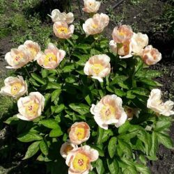 Пион Лунная Дорога (Paeonia Lunnaya Doroga)