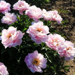 Пион Ми Петит Шери (Paeonia My Petite Cherie)