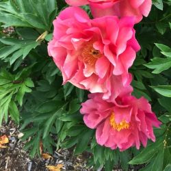 Пион Нью Миллениум (Paeonia New Millenium)
