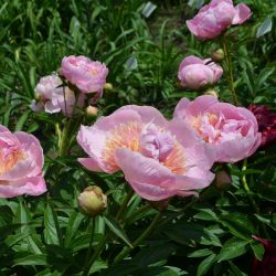 Пион Оранж Лейс (Paeonia Orange Lace)
